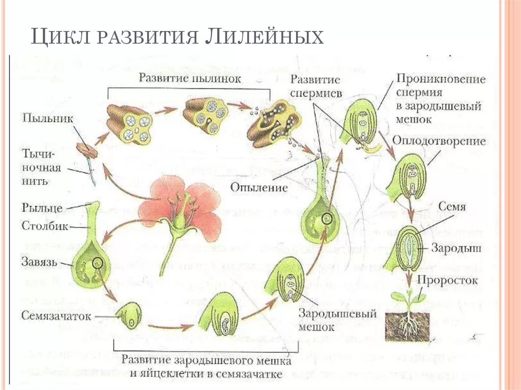 Цикл размножения покрытосеменных растений схема. Цикл развития однодольных растений. Жизненный цикл лилейных. Размножение семенных растений схема. Образование цветка появление вегетативных