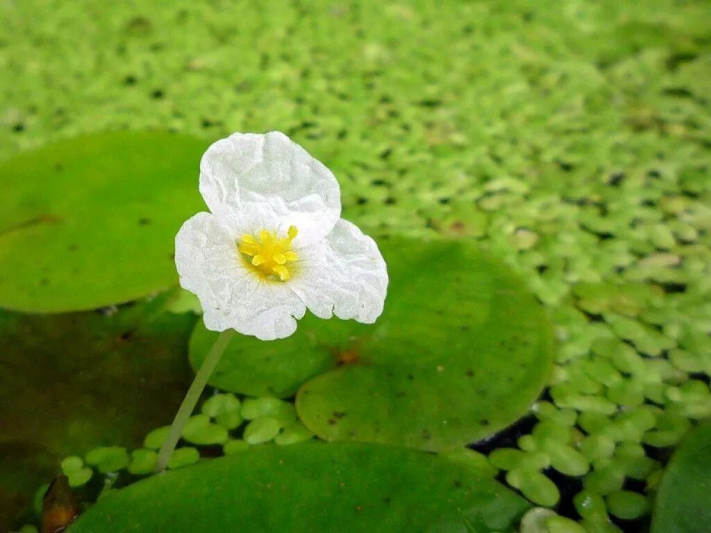 Водокрас обыкновенный. Водокрас Лягушачий. Водокрас Лягушачий (Hydrocharis morsus-Ranae). Водокрас обыкновенный (Hydrocharis morsus-Ranae).