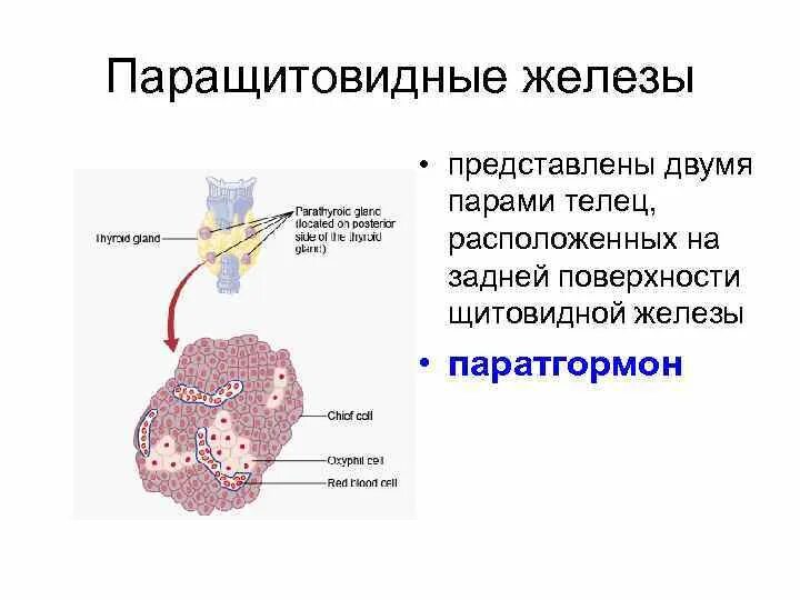 Паращитовидные железы гормоны. Гормоны паращитовидной железы гистология. Классификация препаратов паращитовидной железы. Паращитовидная железа гистология рисунок. Паращитовидные железы паратгормон.