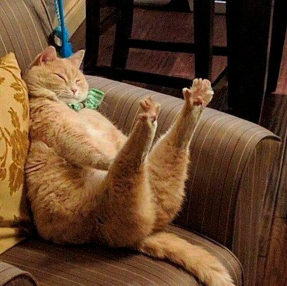 Now only cats will follow me