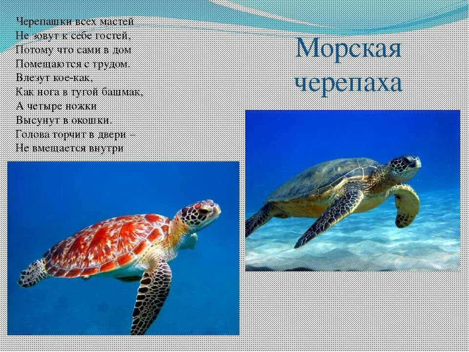 Морские обитатели презентация. Морские животные информация. Про морских животных для детей. Морские обитатели описание. Обитатели морей сообщение