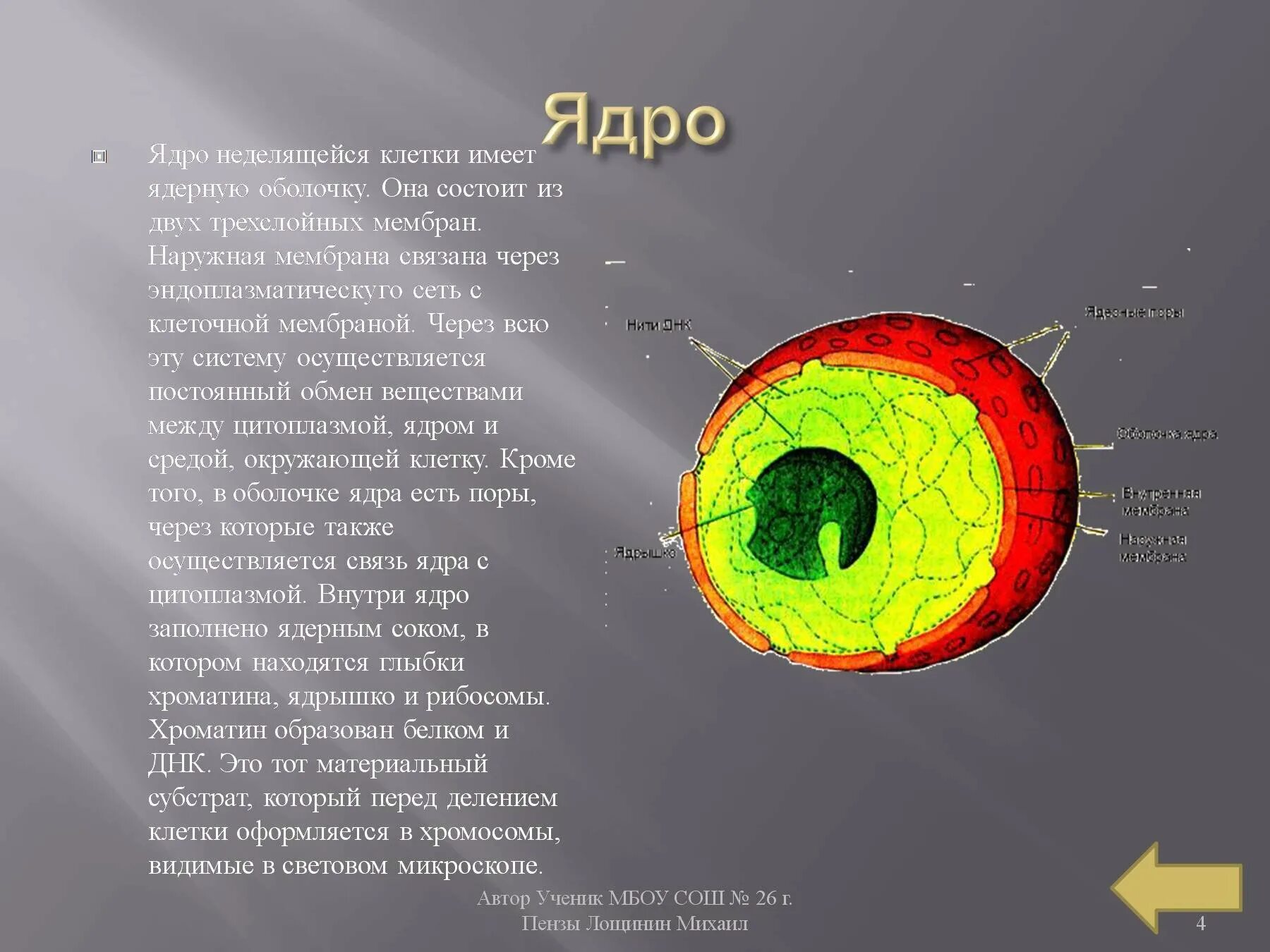 Ядро (ядрышко, ядерный сок, хроматин) строение. Ядро неделящейся клетки. Строение ядра клетки. Клеточное ядро состоит из. Ядро имеет три ответа