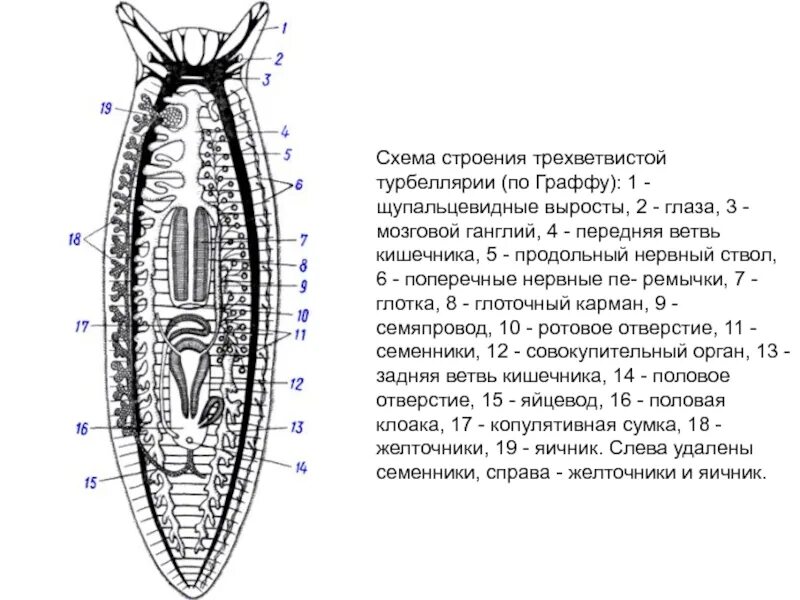 Внутреннее строение плоских. Схема строения трехветвистой турбеллярии. Класс Ресничные черви внешнее строение. Схема строения трехветвистой планарии. Плоские черви Ресничные черви строение.