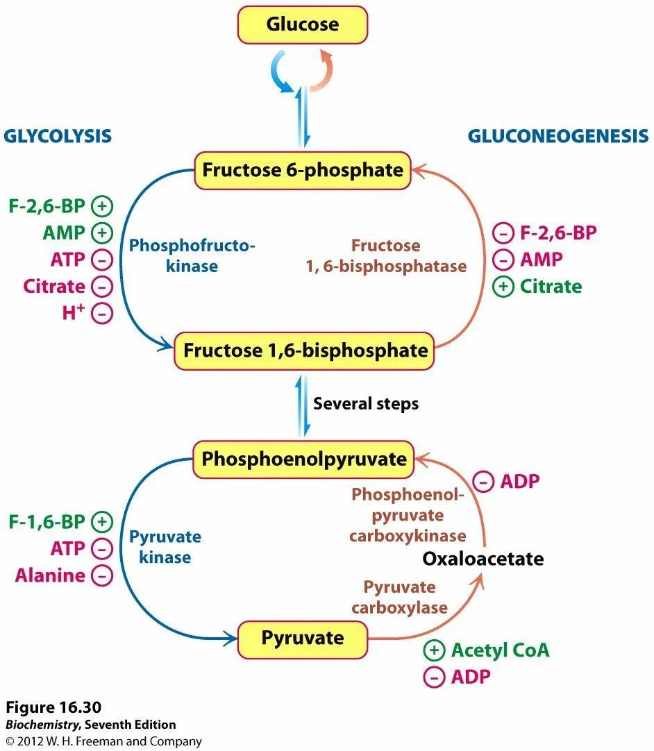 Гормональная регуляция гликолиза и глюконеогенеза. Регуляторные ферменты гликолиза и глюконеогенеза в печени таблица. Схема гормональной регуляции гликолиза и глюконеогенеза. Glycolysis Regulation.