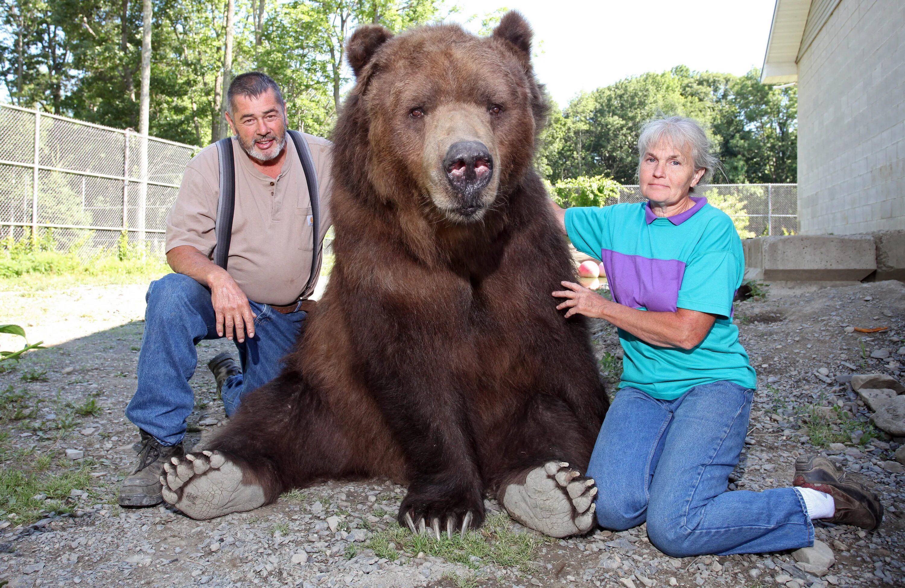 Сколько живут медведи в неволе. Бурый медведь Кадьяк. Большой бурый медведь Кадьяк. Медведь Кадьяк самый большой в мире. Бурый медведь Кадьяк вес.