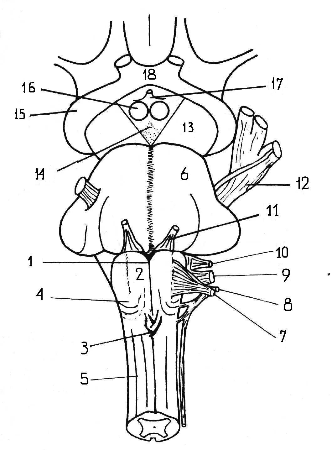 Дорсальная поверхность мозга. Ствол мозга схема вид спереди. Дорсальная поверхность ствола мозга. Схема строения продолговатого мозга. Вентральная поверхность ствола мозга анатомия.