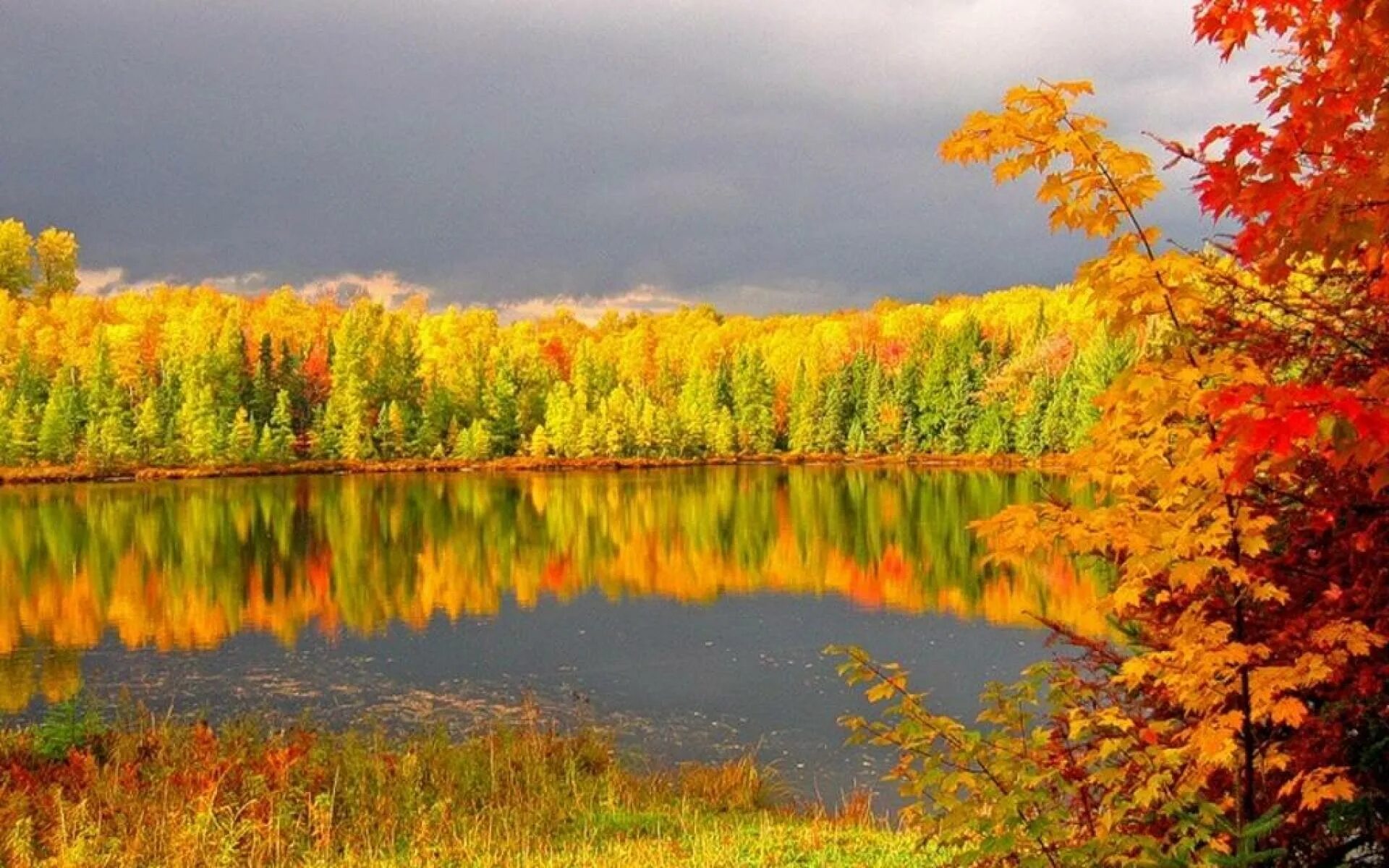 Может ли вас взволновать красота осеннего леса. Осень. Осенняя природа. Золотая осень. Природа осень.