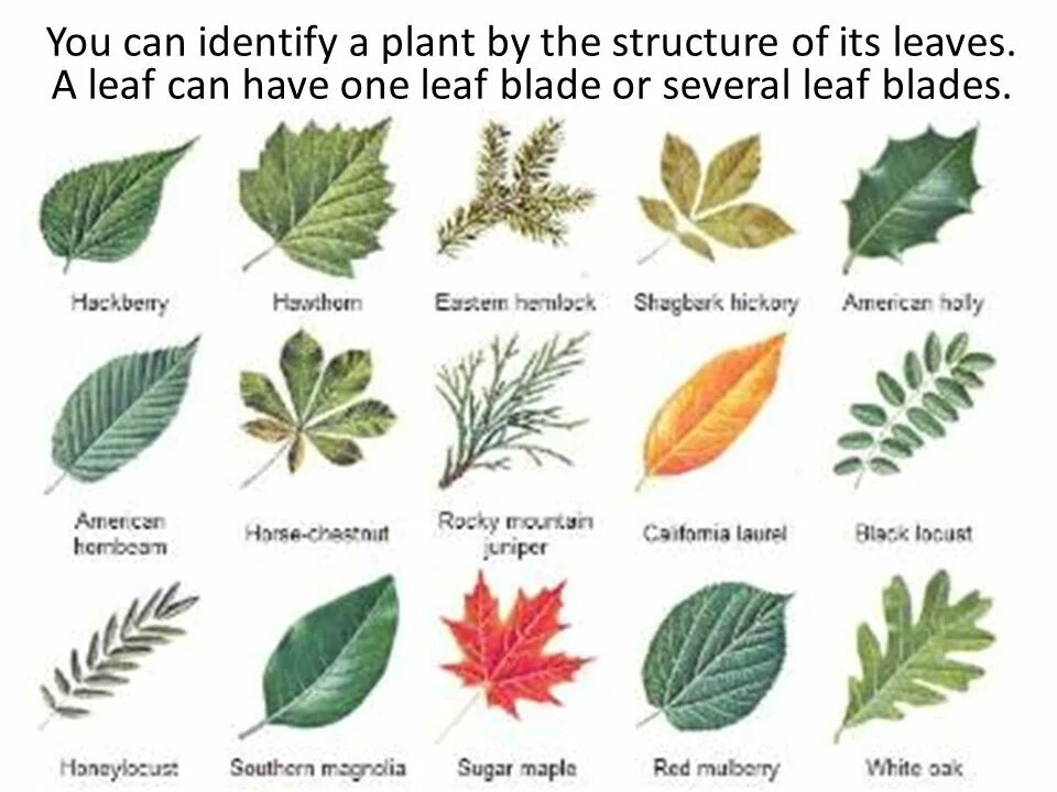 Как отличить листья. Листья деревьев. Листья разных деревьев. Листья деревьев с названиями. Название листьев.