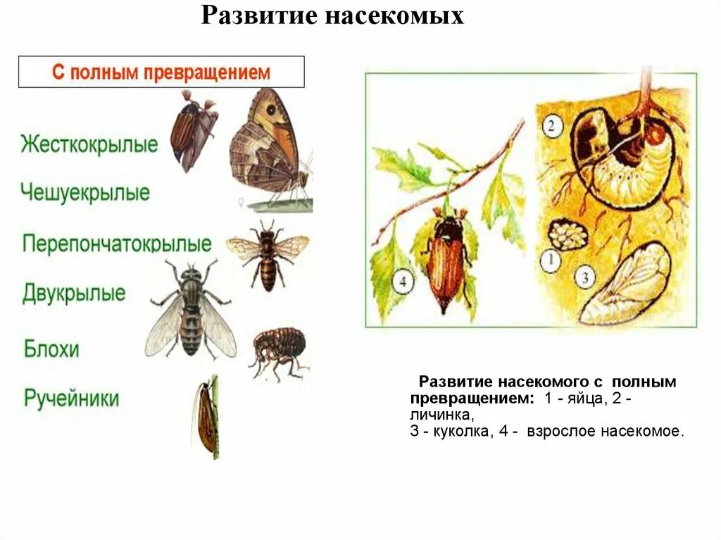 Двух насекомых развивающихся с полным превращением