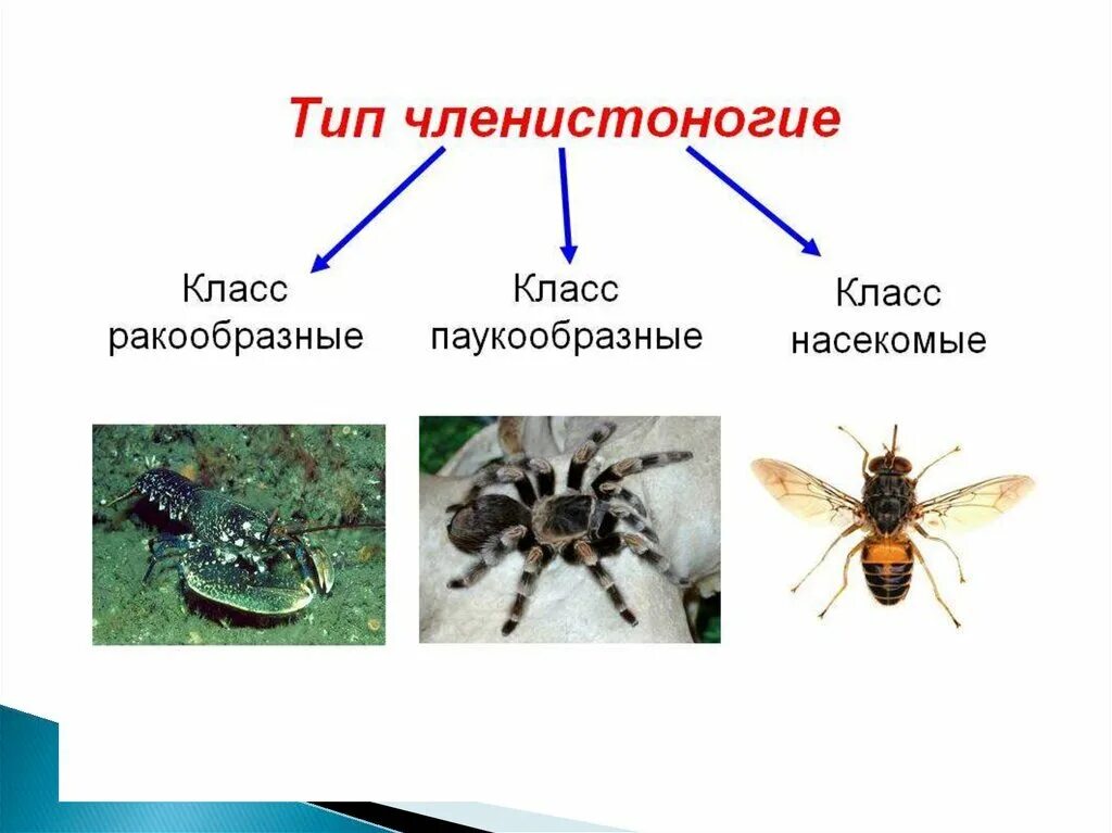 Тип Членистоногие делится на классы. Тип Членистоногие Клаас насекомые. Тип Членистоногие класс ракообразные паукообразные насекомые. Тип Членистоногие класс паукообразные класс.