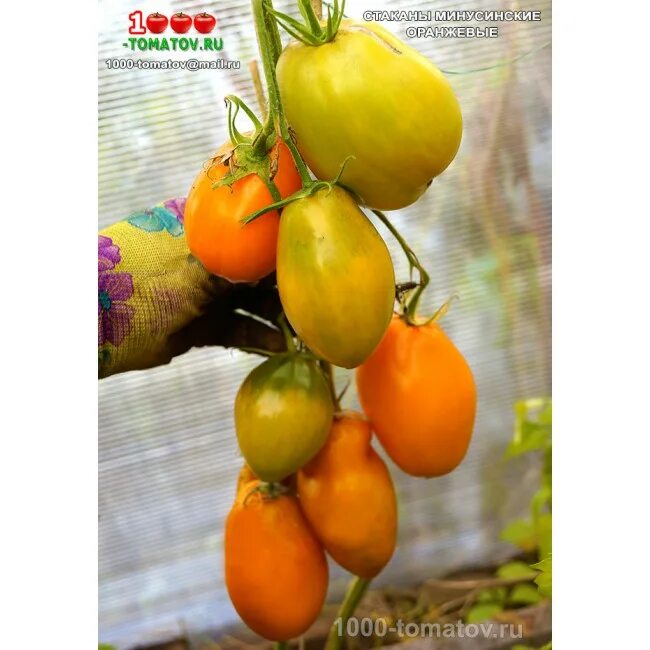 томат минусинский красный.