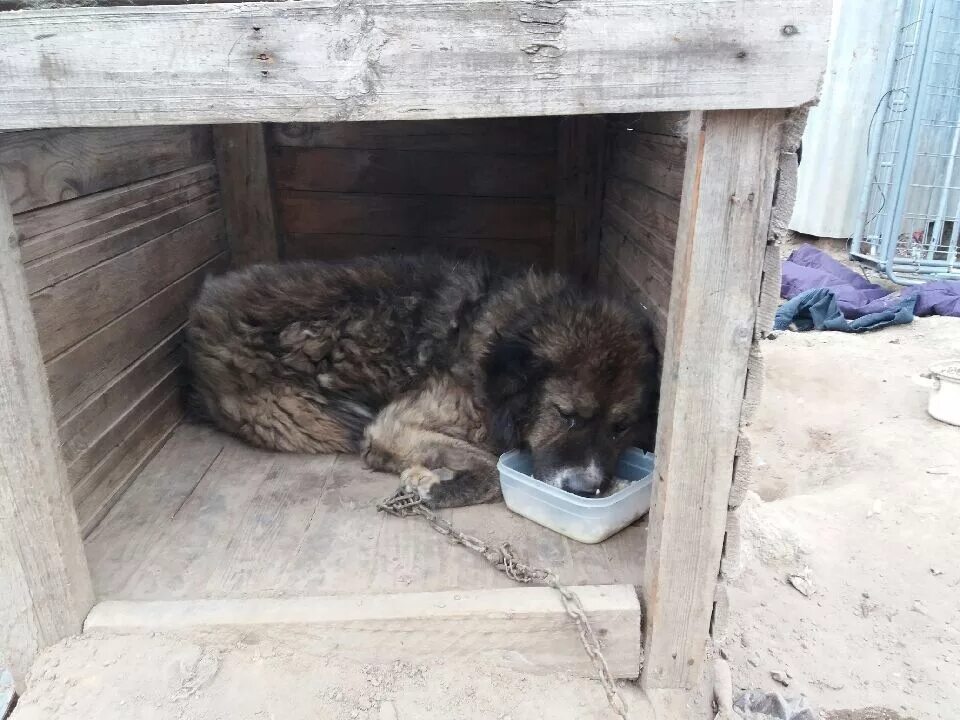 Будка для кавказской овчарки. Кавказская овчарка в конуре. Будка для собаки кавказец. Собака в будке на цепи.