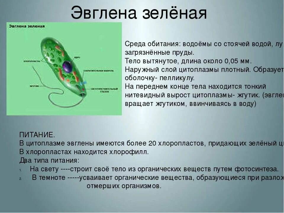 Эвглена зеленая к кому относится. Жгутиковые эвглена зеленая. Эвглена зеленая к кому относится. Характеристика эвглены зеленой 7 класс. Класс жгутиковые эвглена зеленая.