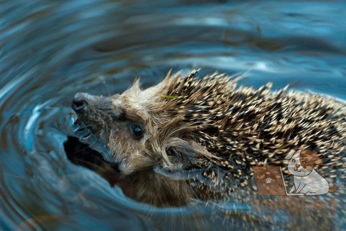 Ежик плывет. Ежик плавает. Еж плавает. Ёжик плавает в воде. Ежик в воде