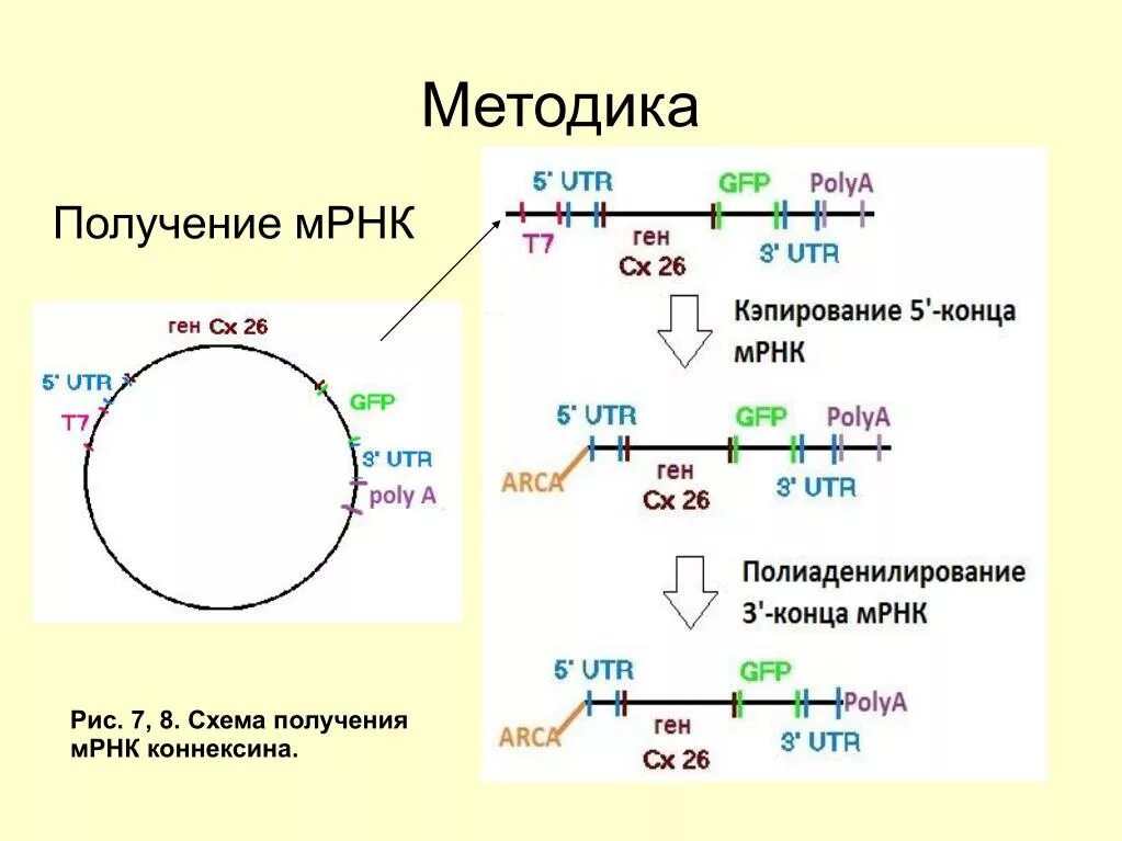 МРНК схема строения. МРНК схема. Структура МРНК. Строение зрелой МРНК.