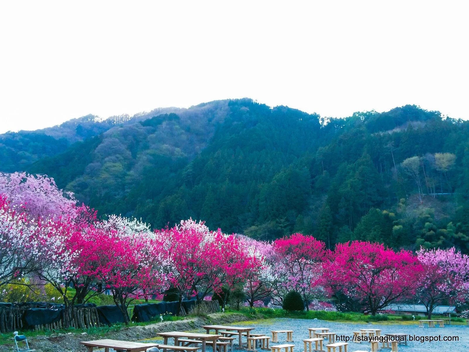 Япония Сакура. Цю ин Peach Blossom Spring. Berry Peach Blossom.