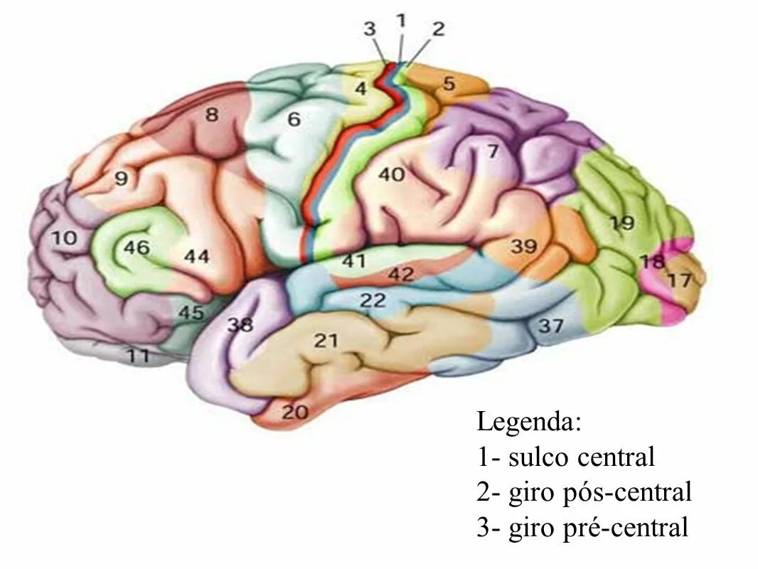 1 головной мозг расположение. Поля коры головного мозга по Бродману. Карта Бродмана головного мозга. Карта полушарий мозга поля по Бродману. Карта полей мозга по Бродману.