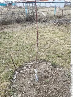 Груша не плодоносит