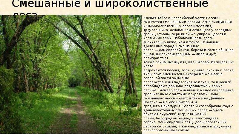 Широколиственные леса относительно морей и океанов. Воды смешанных и широколиственных лесов. смешанные леса европейской части россии. воды широколиственных лесов в россии. широколиственные леса внутренние воды.