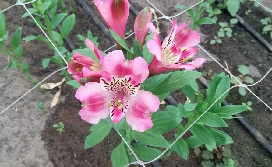 альстремерия золотистая ориндж кинг. перуанская лилия альстромерия. альстромерия пелегринская. альстромерии растущие. альстромерия перувианская.