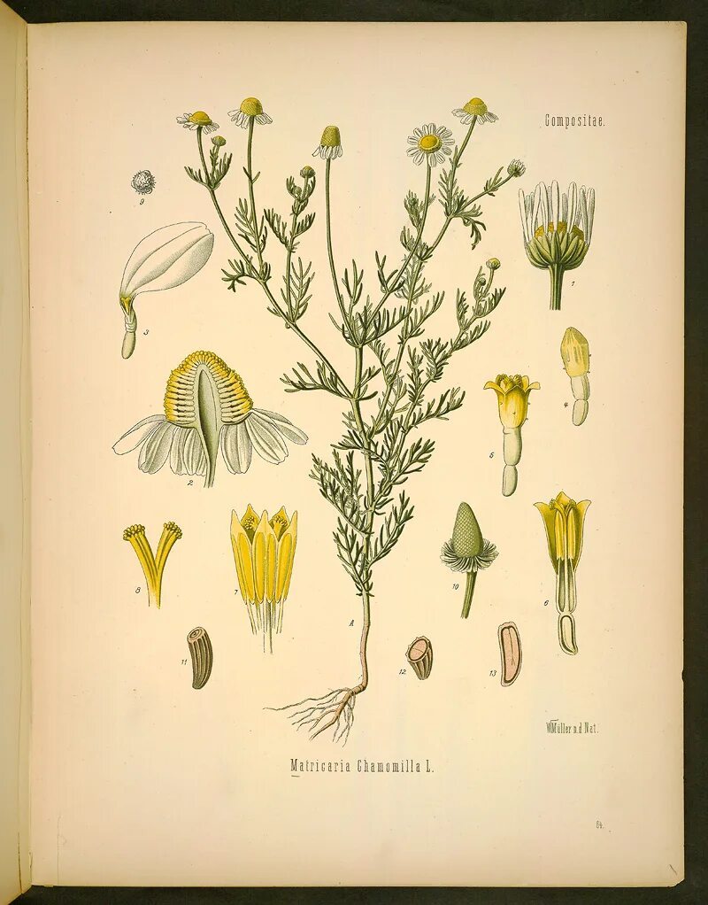 ромашка ботаническое описание. строение соцветий ромашки аптечной. пупавка собачья anthemis cotula гербарий. ромашка аптечная гербарий. ромашка ботаническое описание.