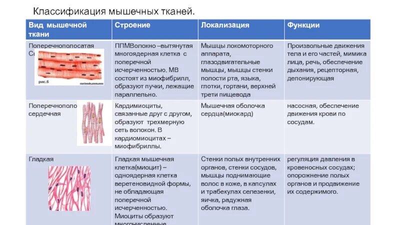 Классификация мышечной ткани. Классификация мышечной ткани гистология. Мышцы классификация строение функции. Классификация мышц таблица. Мышечные ткани какие