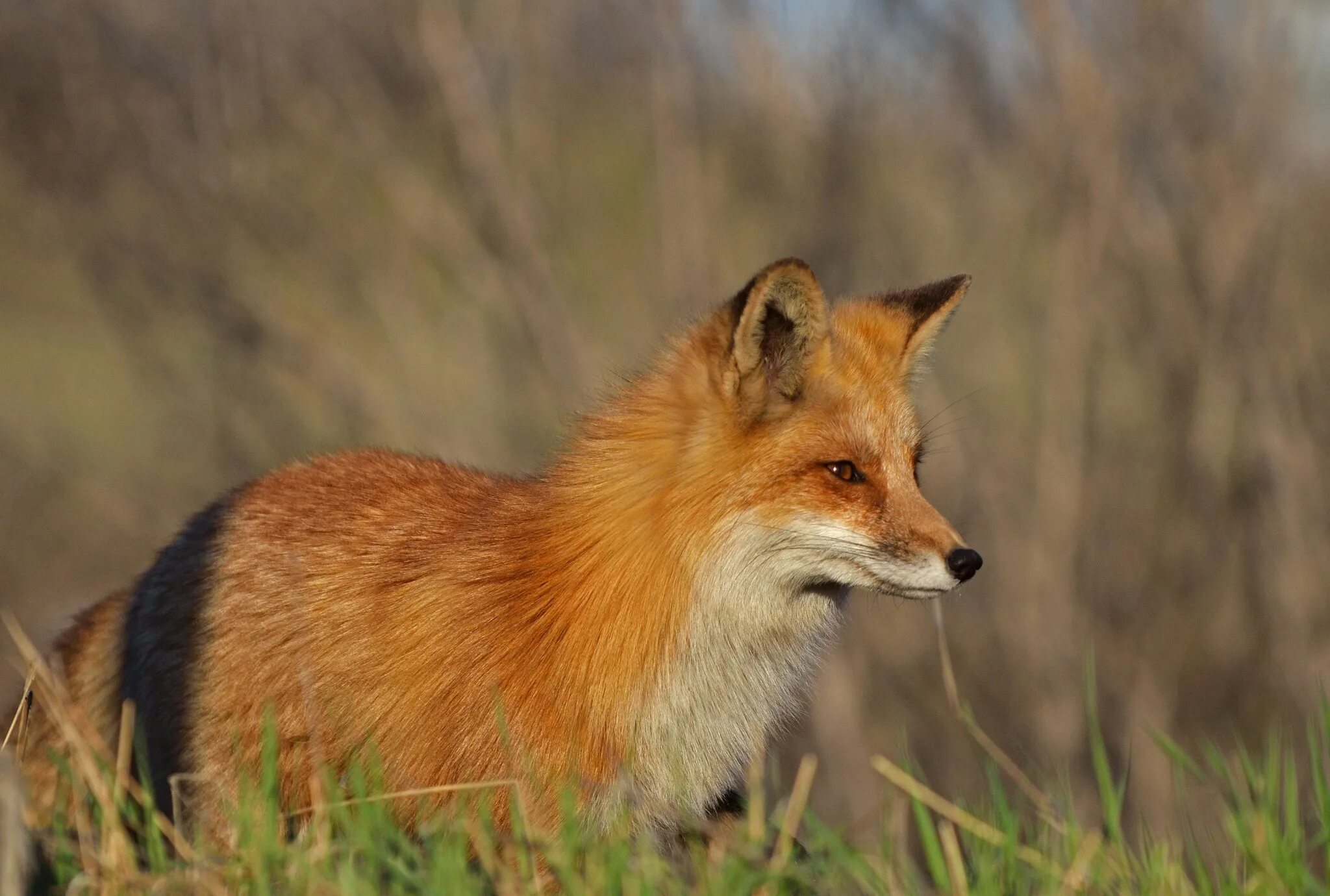 Обыкновенная лисица (Vulpes Vulpes). Лисица обыкновенная Лисья рыжая. Островная лисица. Анадырская обыкновенная лисица. Fox org