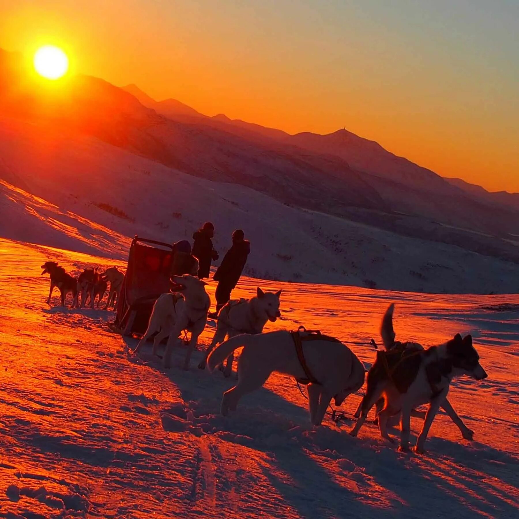 Winter journey nero s day. Собачья упряжка. Собачья упряжка ночью. Упряжка на фоне гор. Новогодняя упряжка с оленями.