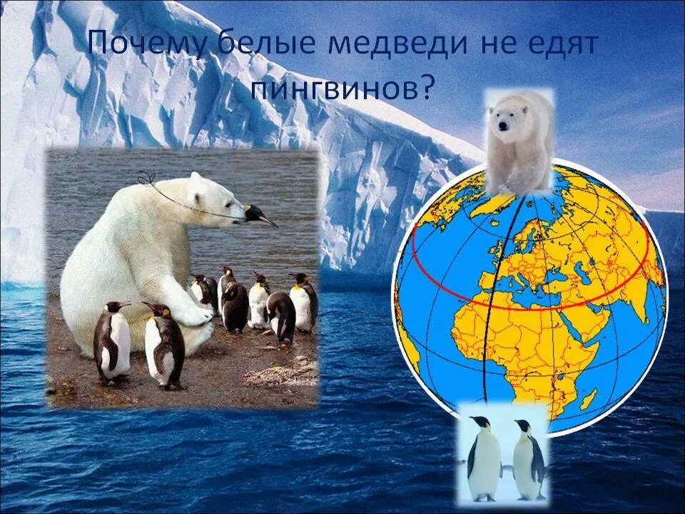 В каком полушарии встречается белый медведь. Белый медведь и пингвин. белые медведи и пингвины живут. белые медведи не едят пингвинов. белый медведь ест пингвина.