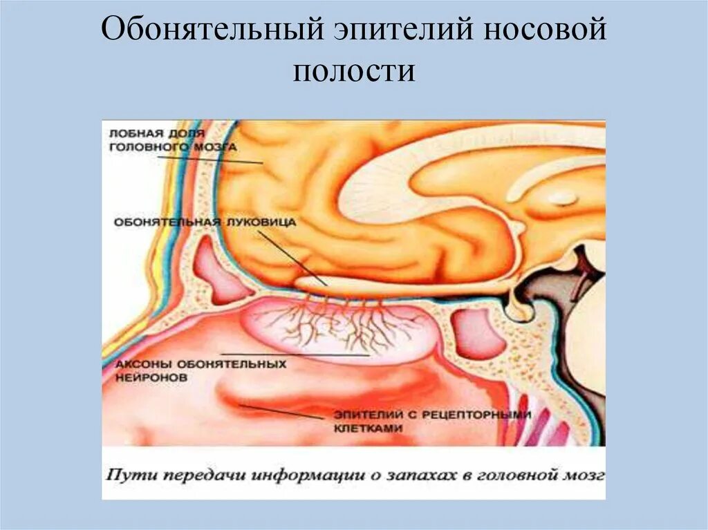 Обонятельная зона находится. Обонятельный анализатор эпителий. Обонятельный эпителий полости носа. Строение обонятельного эпителия. Схема обонятельного эпителия носовой полости.