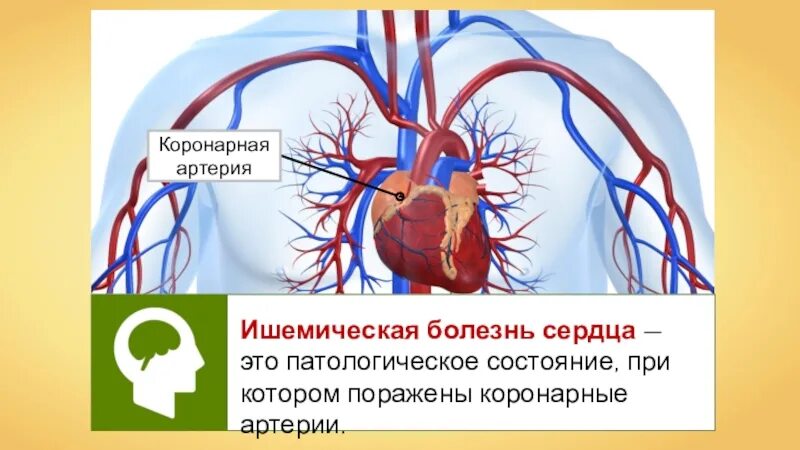 Проект на тему сердечно сосудистая система Мы выбираем спорт! Авторы презентации: учащиеся 9 класса Б Нуруллин Рустам, Левч
