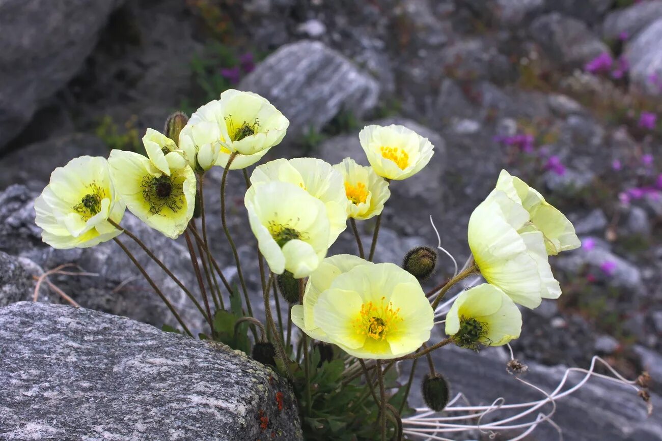 лекарственные травы горного алтая. растения алтайского заповедника. горный алтай альпийские луга. купальница лиловая бурятия. растения алтайского заповедника.