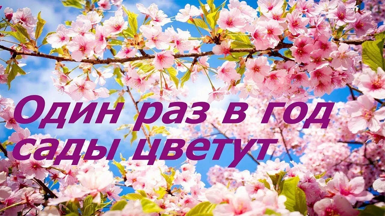 Один раз в год саду уветут. Один ОПЗ В НГОД сады уветут. Один раз в год сады цвету.