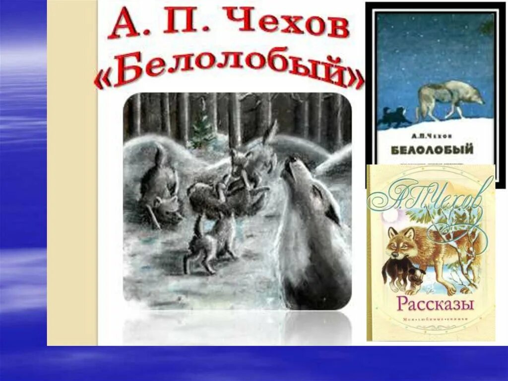 Белолобый Чайковских. Белолобый Чехов. Белолобый Чехов книга. Рисунок к рассказу белолобый.