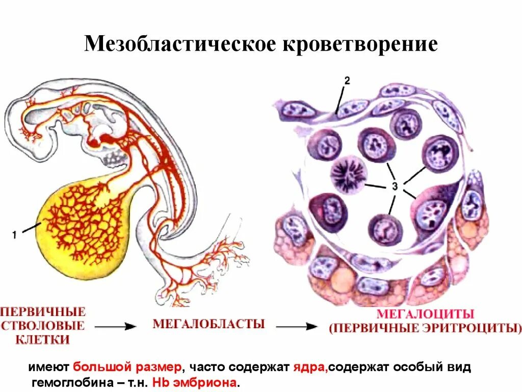 Органы гемопоэза. Этапы эмбрионального кроветворения гистология. Мезобластический период эмбрионального кроветворения. Кроветворение гемопоэз гистология. Мезобластический Тип кроветворения.