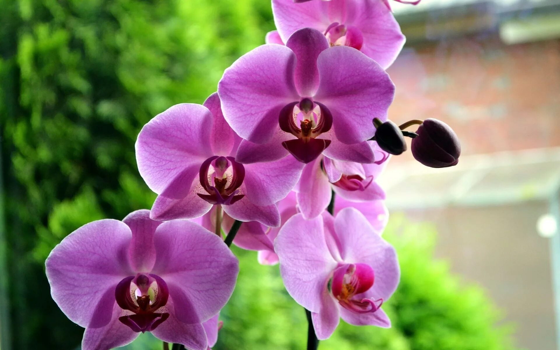 Орхидея живая цветок. Орхидея фаленопсис голубая. Орхидея Лиодора. Орхидея Exotica.