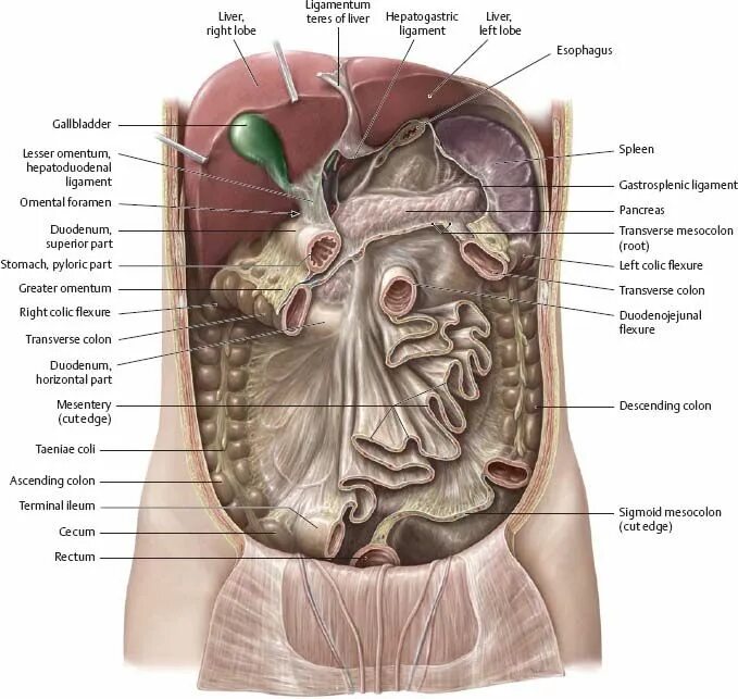 Internal organs. Анатомия органов брюшной полости. Атлас анатомии человека брюшная полость. Брюшина анатомия человека атлас.