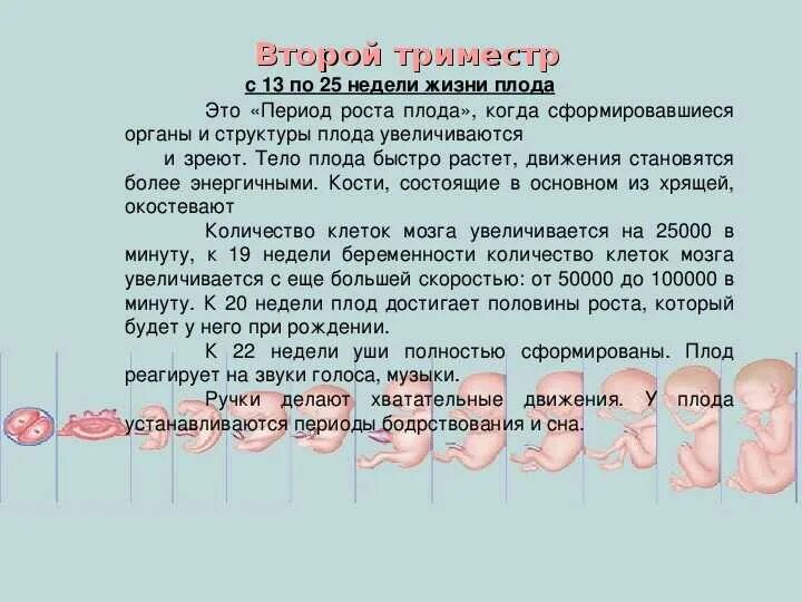 Сколько будет дней 20 недель. Таблица развития ребенка в утробе. Развитие эмбриона по неделям. Формирование плода по неделям. Периоды внутриутробного развития плода таблица.