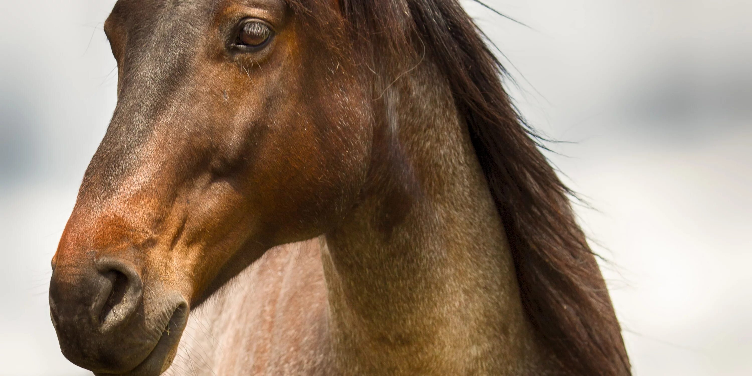 Лошадка, коричневый. Конь со стороны. Конь шайр. Лошадь крупным планом. Horse face.