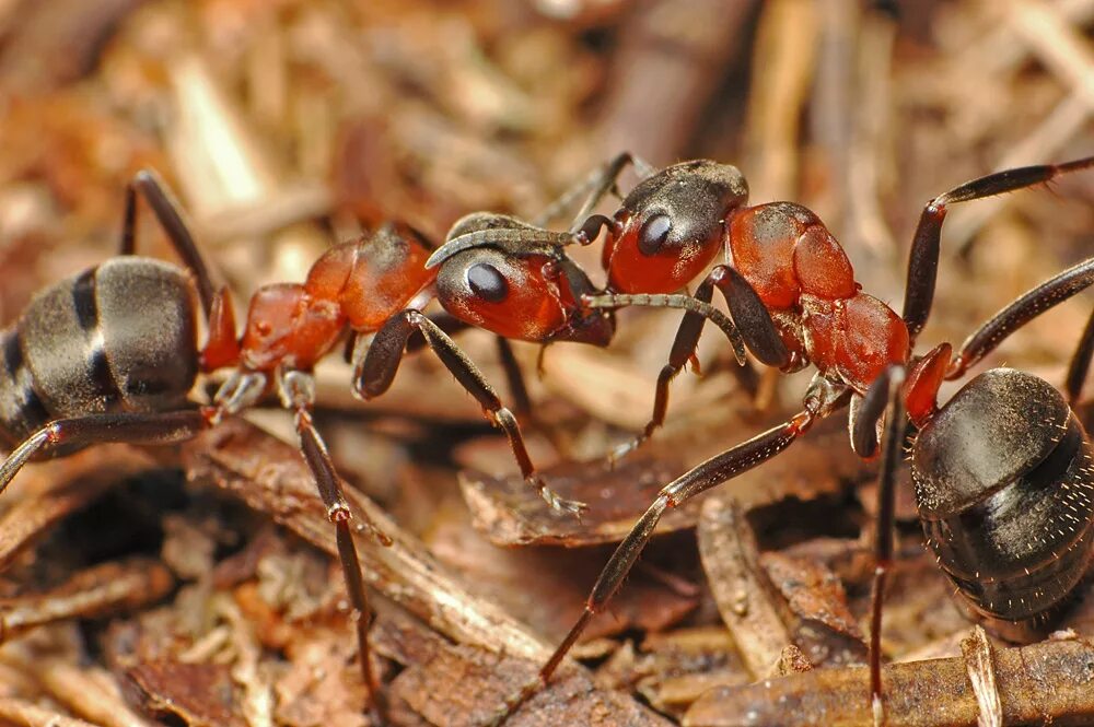 Рыжий муравей питание. Рыжий Лесной муравей (Formica Rufa). Рыжий Лесной муравей (лат. Formica Rufa). Формика Руфа. Муравьи Формика Руфа.
