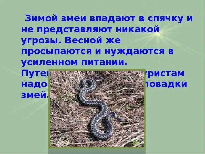 Гадюки зимой. Змеи зимуют. Змеи зимой впадают в спячку. Змеи в спячке. Змеи в оцепенении зимой.