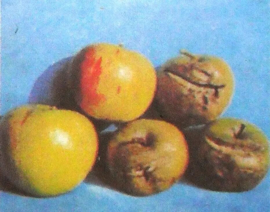 Почему яблоня сбрасывает яблоки