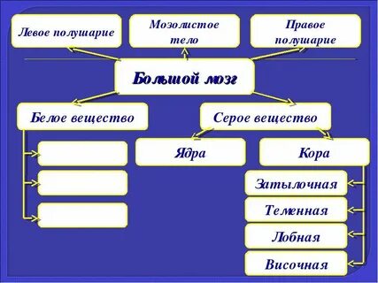 Серое вещество в больших полушариях находится