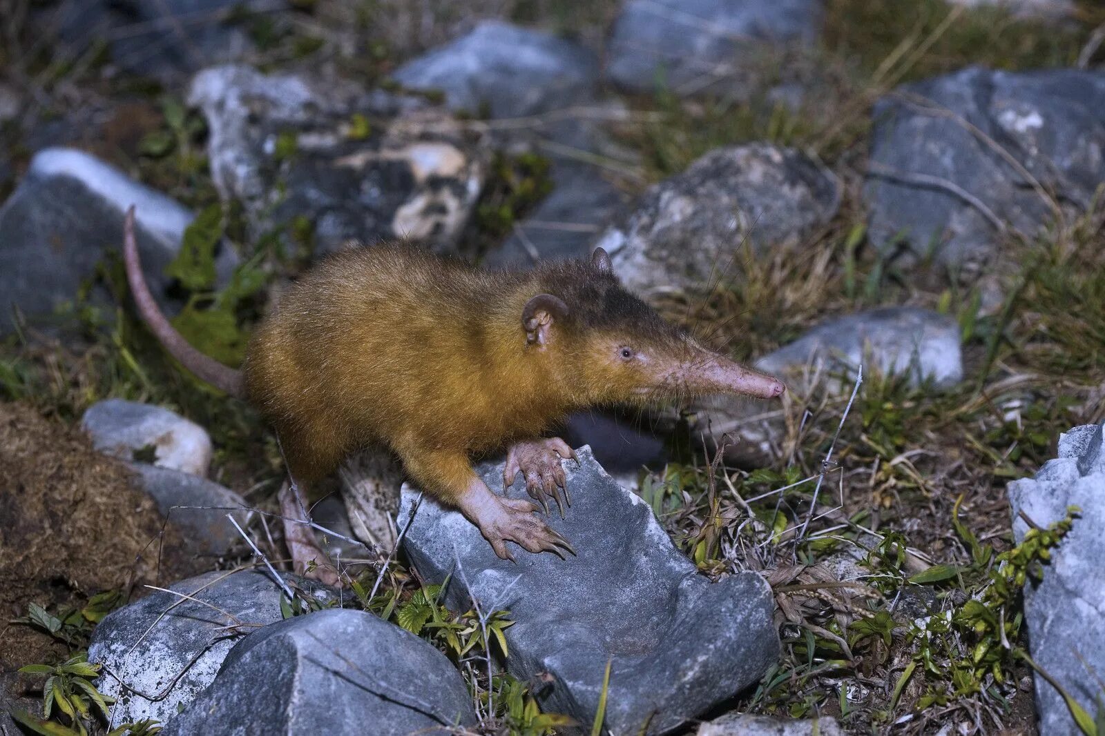 Пупырчатый рылохвост. Гаитянский щелезуб (Solenodon paradoxus). Кубинский щелезуб и Гаитянский щелезуб. Щелезубовые Насекомоядные. Щелезуб,выхухоль.