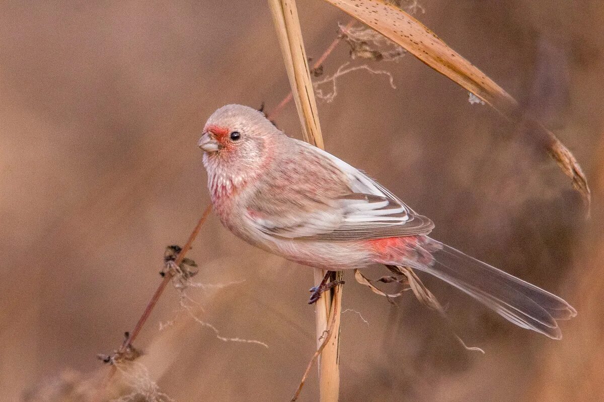 Файл:Male Rose Robin.jpg - Википедия