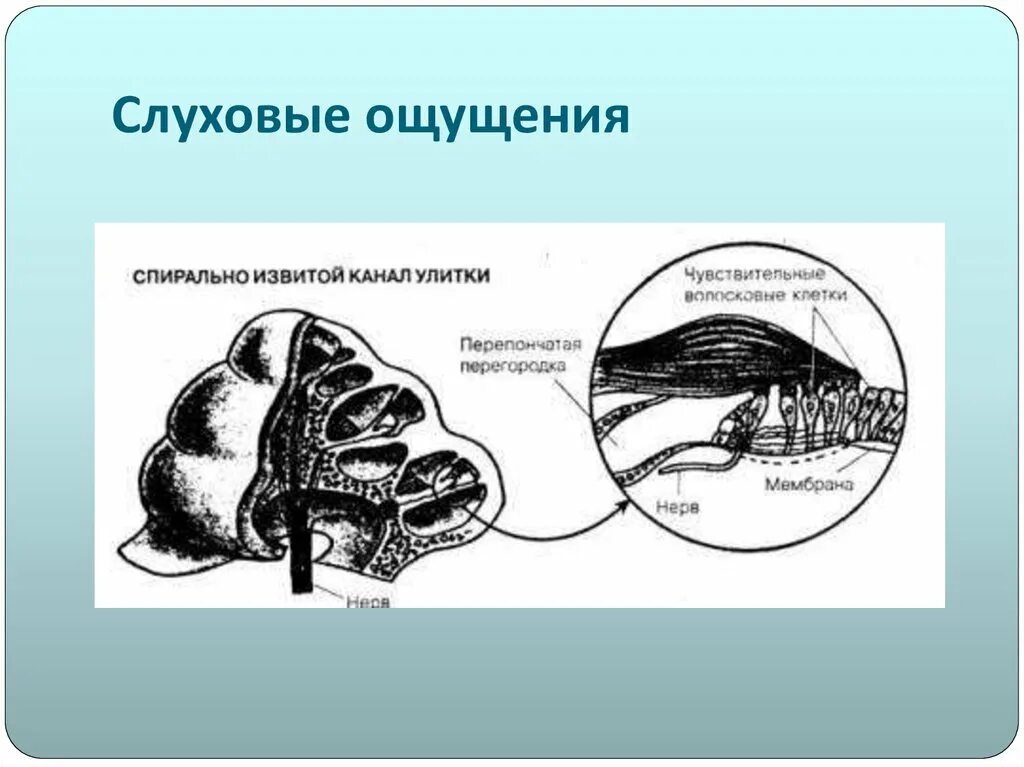 Слуховые стимулы. Слуховые ощущения в психологии. Механизм возникновения слуховых ощущений. Физиологические слуховые ощущения. Слуховые ощущения и восприятие.