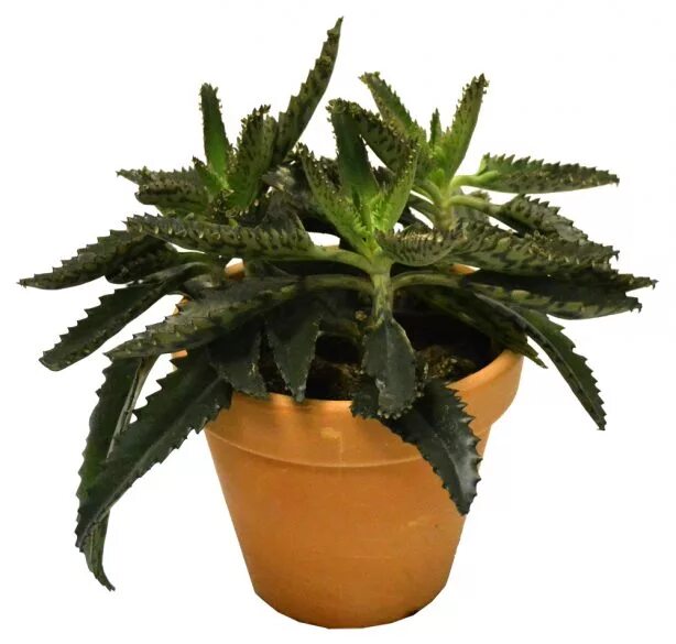 каланхоэ полезные свойства комнатное растение. каланхоэ спайдер грин. цветок каланхоэ лечебный. каланхоэ спайдер грин. каланхоэ белый приметы и суеверия.