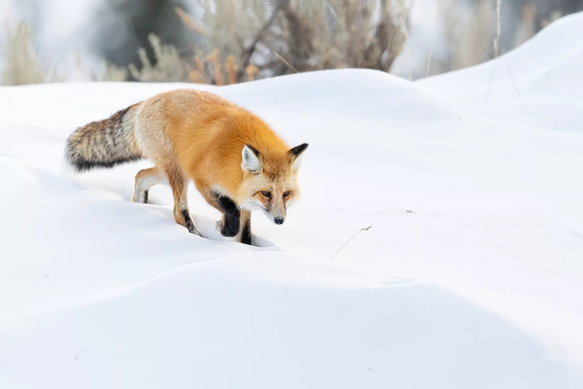 Лиса Шпиленок. Лиса зимой. Лисица в снегу. «Лиса в лесу». P fox