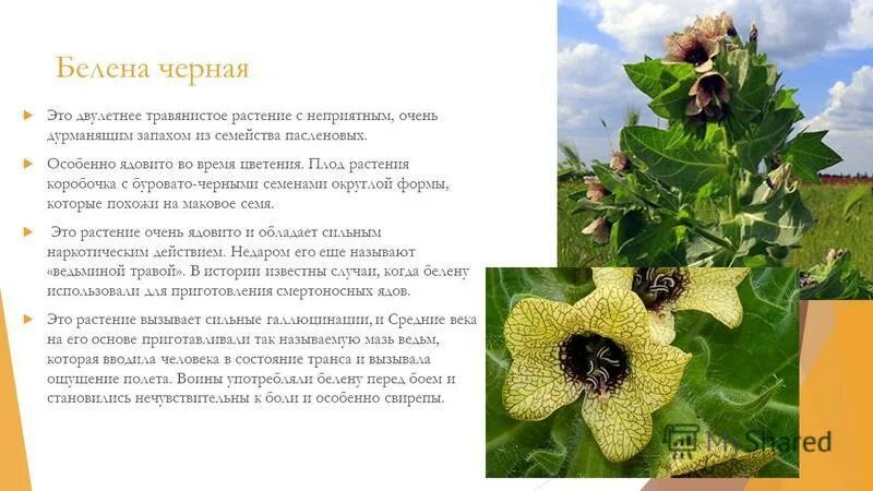 белена растение. белена черная описание растения. белена ядовитое растение. белена черная ядовитое растение. белена растение 3 класс.
