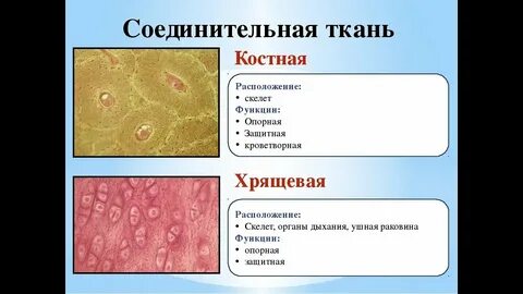 Хрящевая ткань где